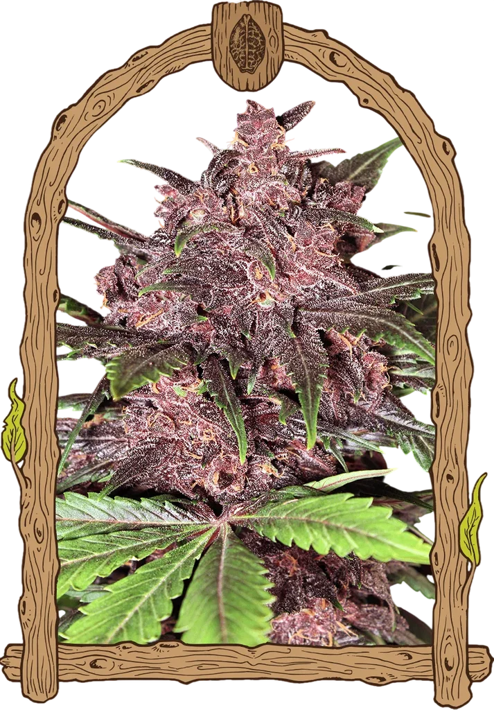 Black Haze Auto | AUTOFEM | Exotic Seed