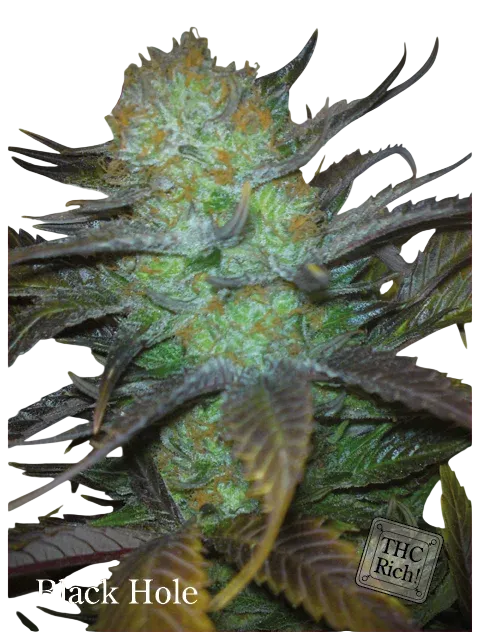 Black Hole | PHOTOFEM | Elite Seeds