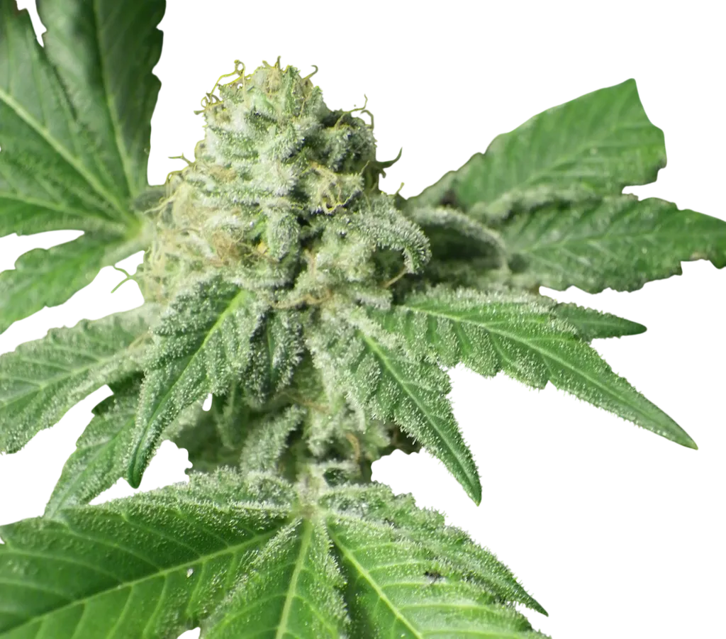 Black Jesus OG | PHOTOFEM | Dr. Underground