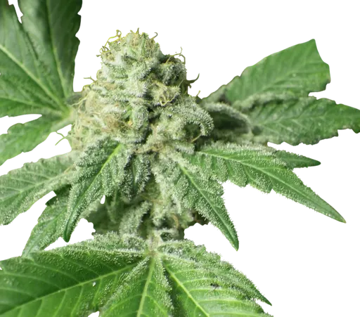 Black Jesus OG