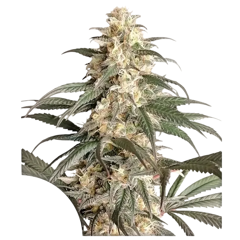 Black Lebanon | PHOTOFEM | Super Sativa Seed Club