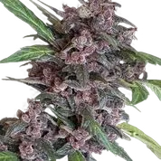 Black Lemon Auto | AUTOFEM | Exotic Seed