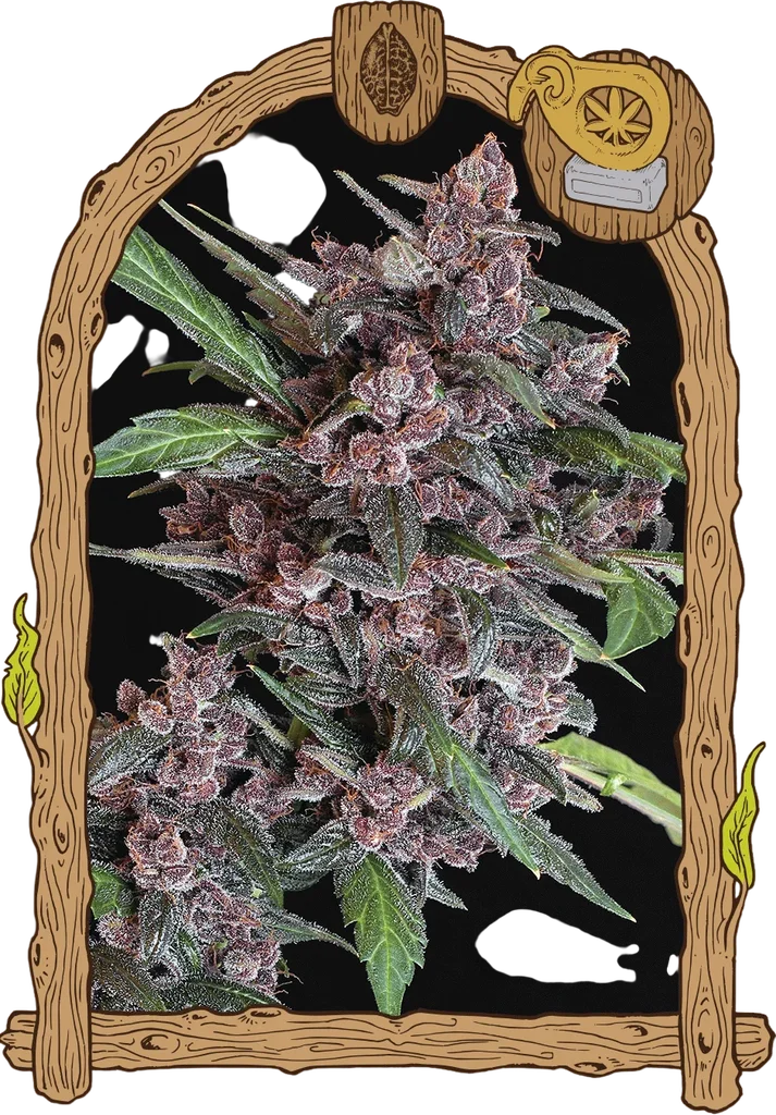 Black Lemon Auto – Produktansicht
