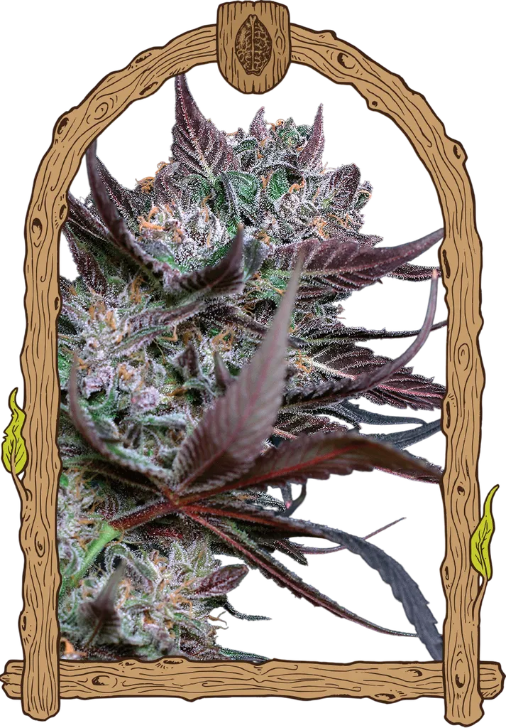Black Lemon | PHOTOFEM | Exotic Seed