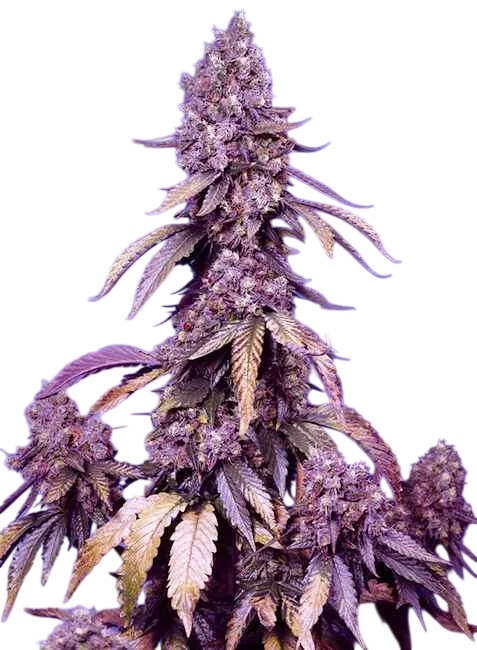 Black Muffin F1 FAST | PHOTOFEM | Sweet Seeds