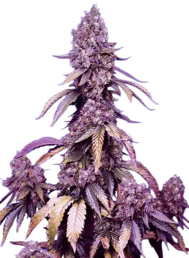 Black Muffin F1 FAST