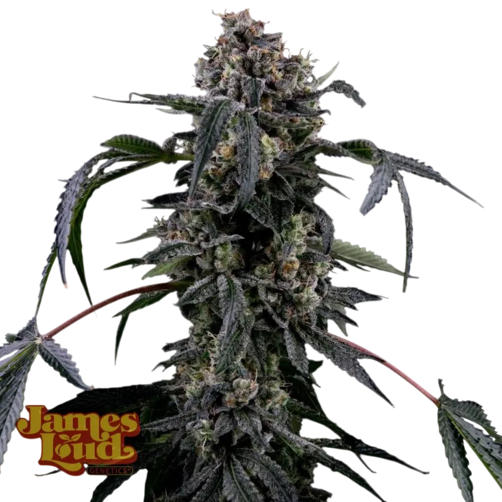 Black Radler | PHOTOFEM | James Loud Genetics