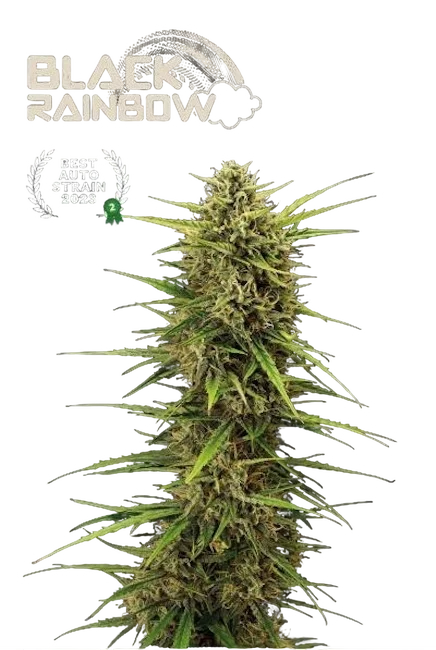 Black Rainbow Auto | AUTOFEM | Seedstockers