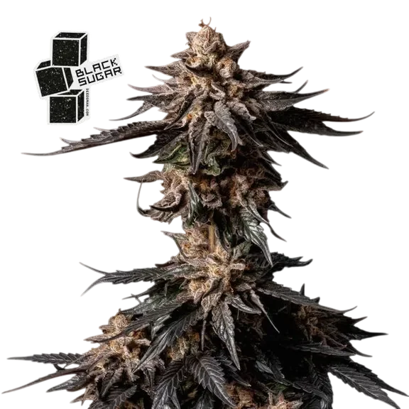 Black Sugar – Produktansicht