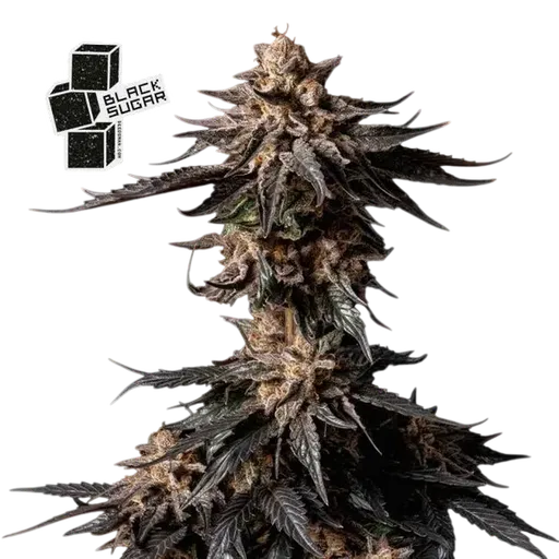 Black Sugar