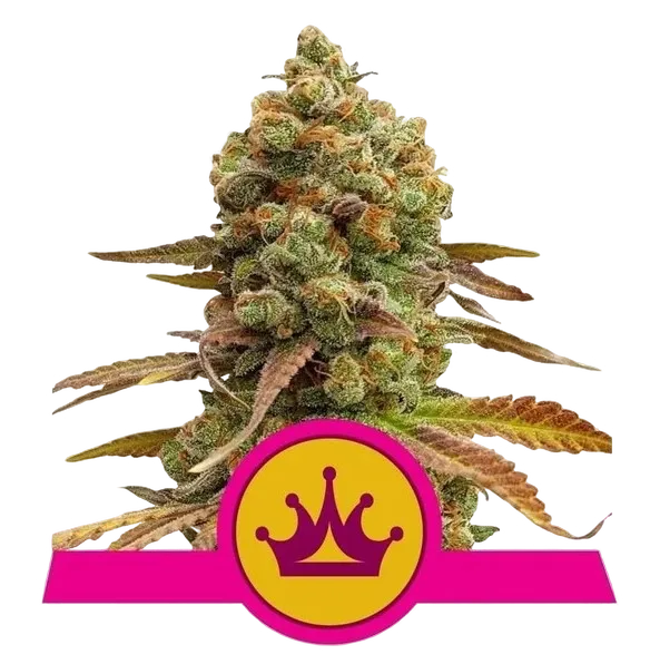 Special Queen #1 | PHOTOFEM | Royal Queen Seeds