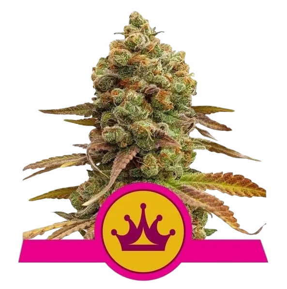 Special Queen #1 | PHOTOFEM | Royal Queen Seeds