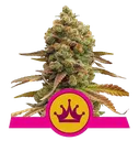 Special Queen #1 | PHOTOFEM | Royal Queen Seeds