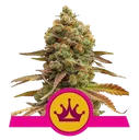 Special Queen #1 | PHOTOFEM | Royal Queen Seeds