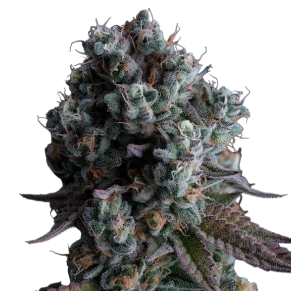 Black Sugar 2.0 | PHOTOFEM | Seedsman