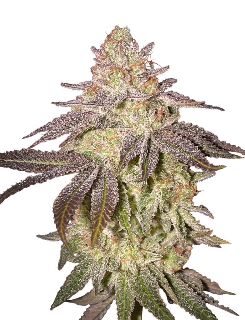 Black Toffee Auto | AUTOFEM | Greenhouse Seed Co.
