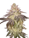 Black Toffee Auto | AUTOFEM | Greenhouse Seed Co.