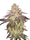 Black Toffee Auto | AUTOFEM | Greenhouse Seed Co.
