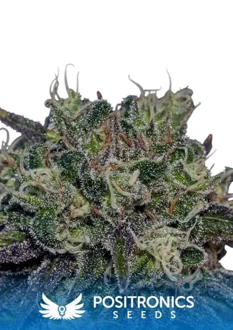 Black Widow | PHOTOFEM | Positronic Seeds