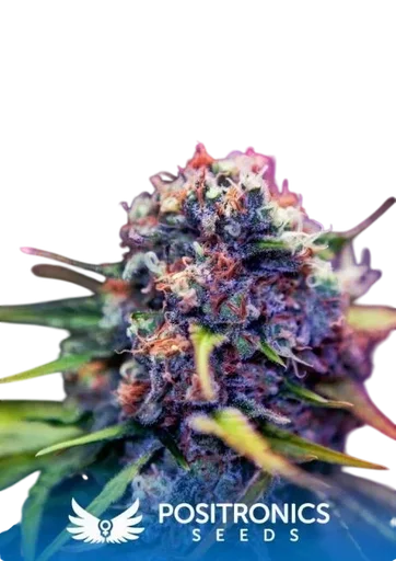 Black Widow CBD