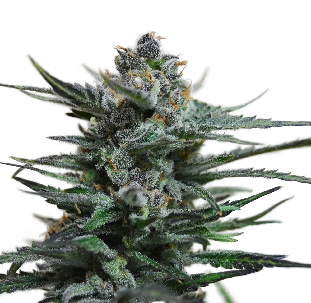 Blue Acid Auto | AUTOFEM | Kalashnikov Seeds