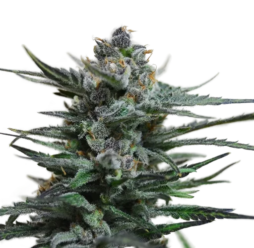 Blue Acid Auto
