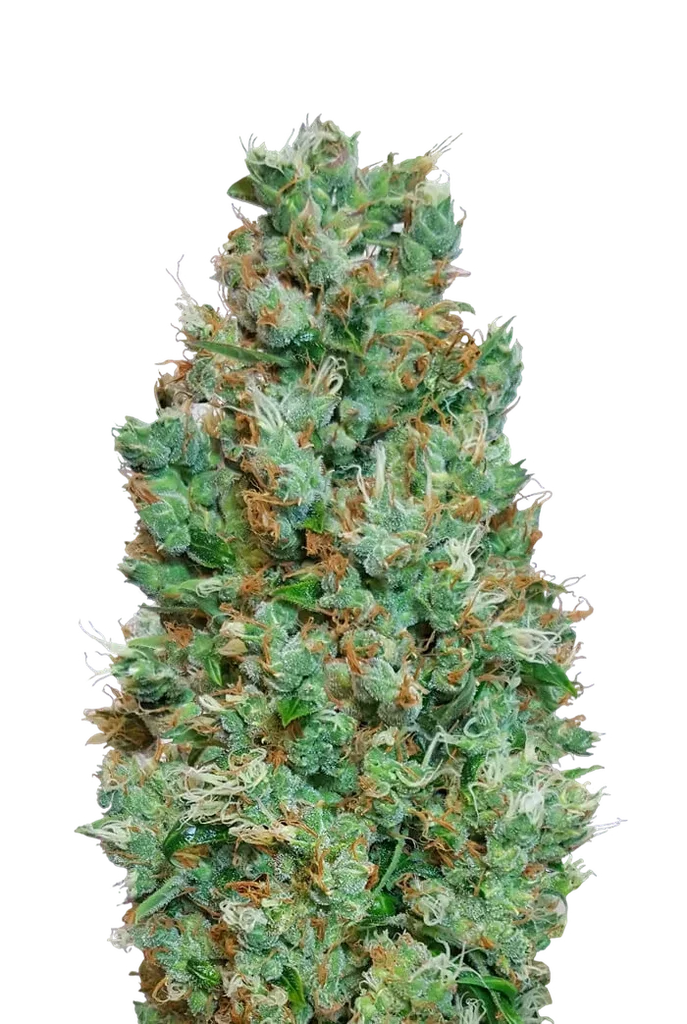Blueberry Auto – Produktansicht