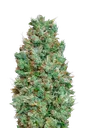 Blueberry Auto | AUTOFEM | 00 Seeds