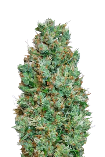 Blueberry Auto | AUTOFEM | 00 Seeds