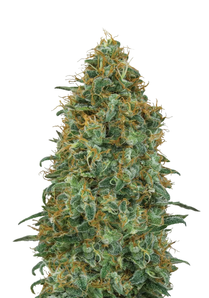 Blueberry | PHOTOFEM | 00 Seeds