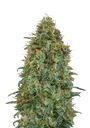 Blueberry | PHOTOFEM | 00 Seeds