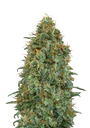 Blueberry | PHOTOFEM | 00 Seeds