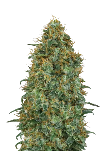 Blueberry | PHOTOFEM | 00 Seeds