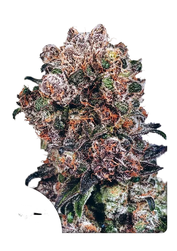 Blueberry | PHOTOFEM | Dutch Passion
