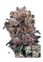 Blueberry | PHOTOFEM | Dutch Passion