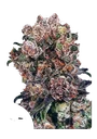 Blueberry | PHOTOFEM | Dutch Passion