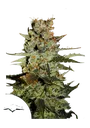 Blueberry Auto | AUTOFEM | Dutch Passion