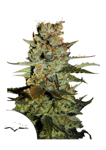 Blueberry Auto