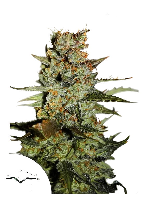 Blueberry Auto | AUTOFEM | Dutch Passion