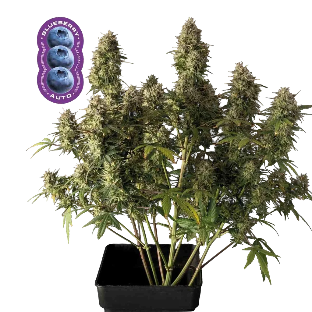 Blueberry Auto | AUTOFEM | Seedsman