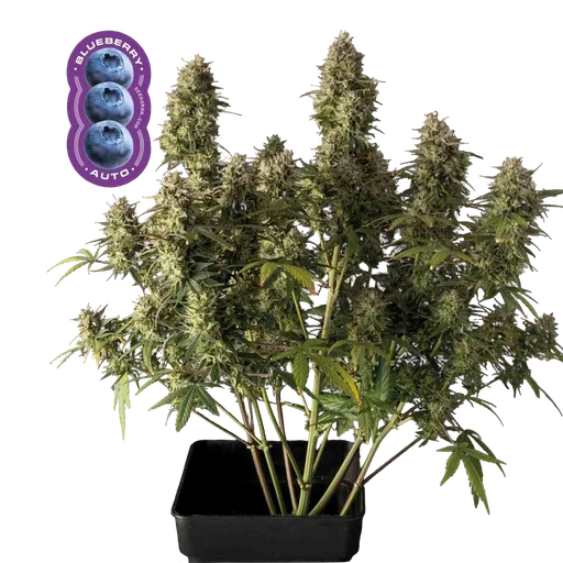 Blueberry Auto