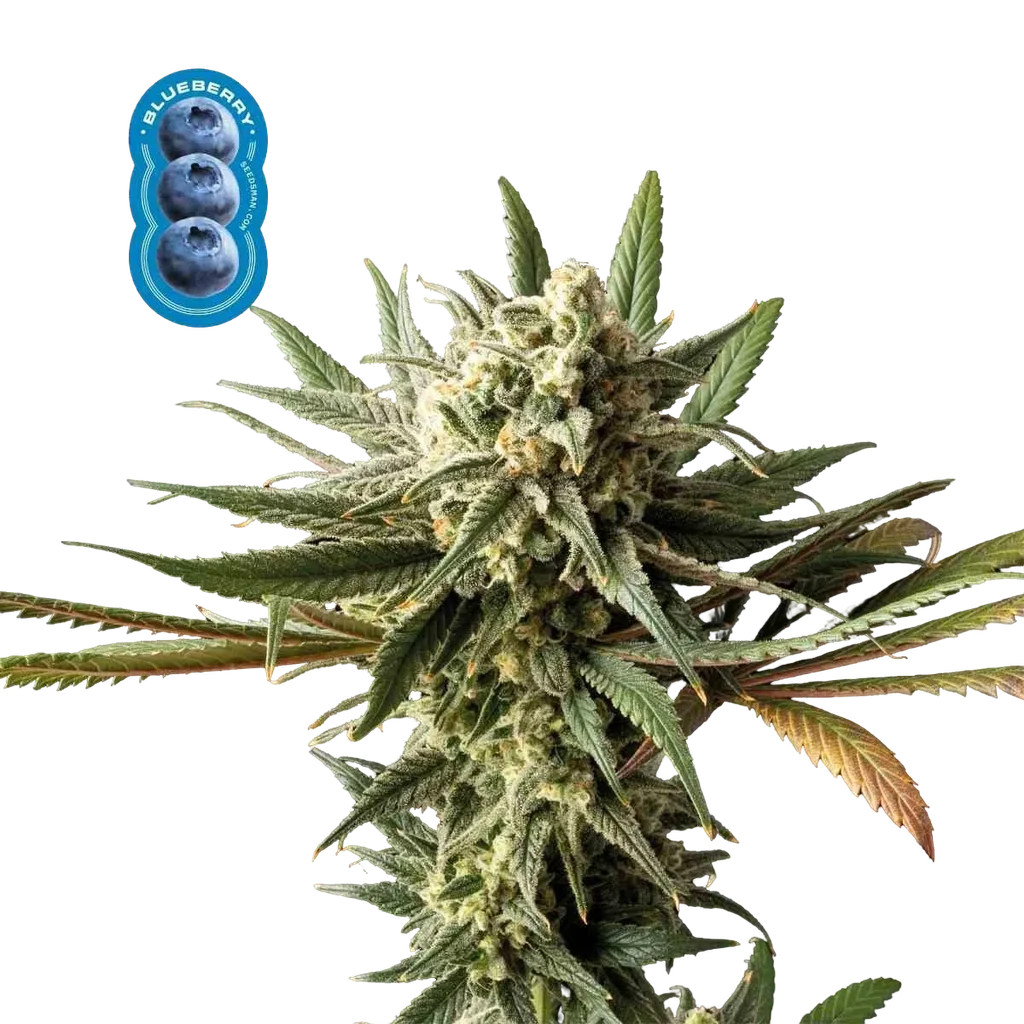 Blueberry | PHOTOFEM | Seedsman