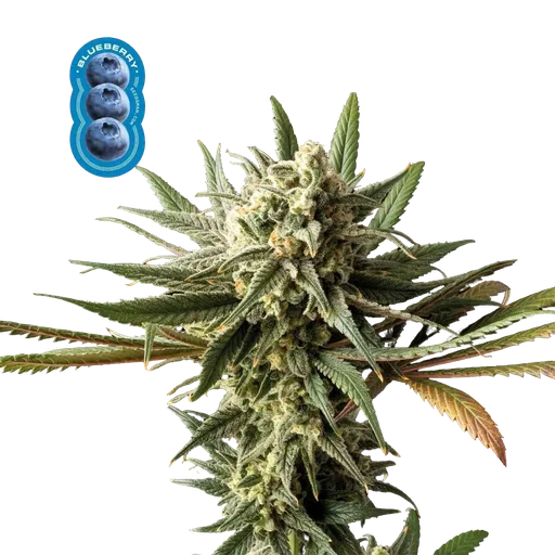 Blueberry