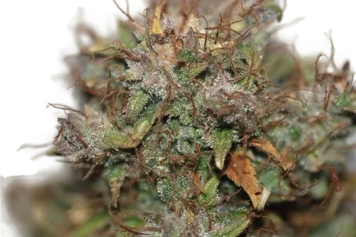 Blueberry Auto