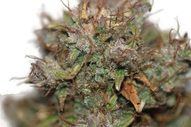 Blueberry Auto | AUTOFEM | Tiger One Bulk
