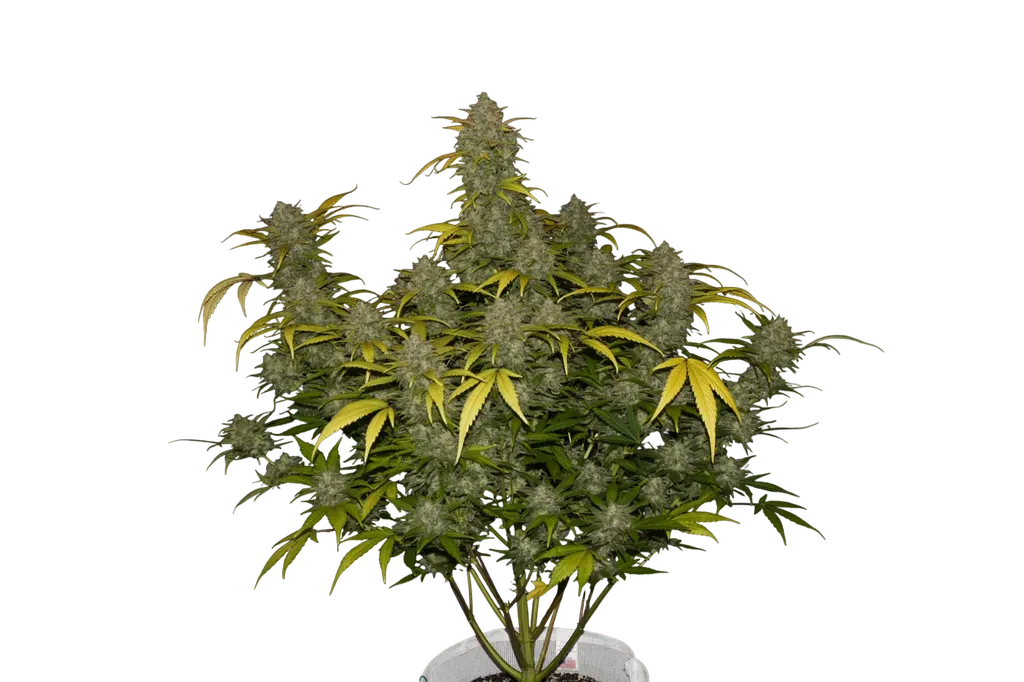 Gelato Auto | AUTOFEM | Fast Buds
