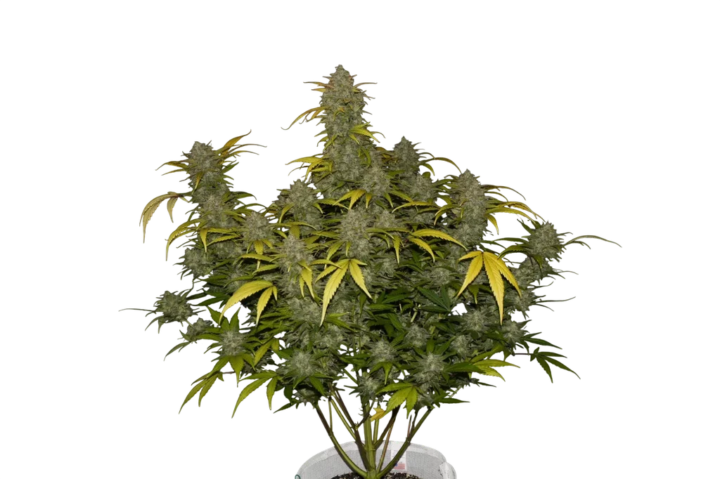 Gelato Auto | AUTOFEM | Fast Buds