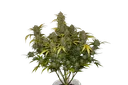 Gelato Auto | AUTOFEM | Fast Buds