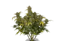 Gelato Auto | AUTOFEM | Fast Buds