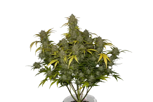 Gelato Auto